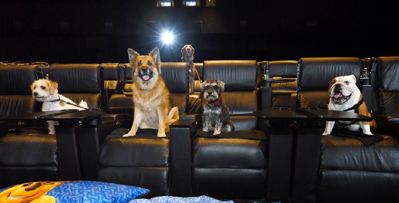 Per incentivare il ritorno in sala, cani e gatti potranno entrare nei cinema thailandesi