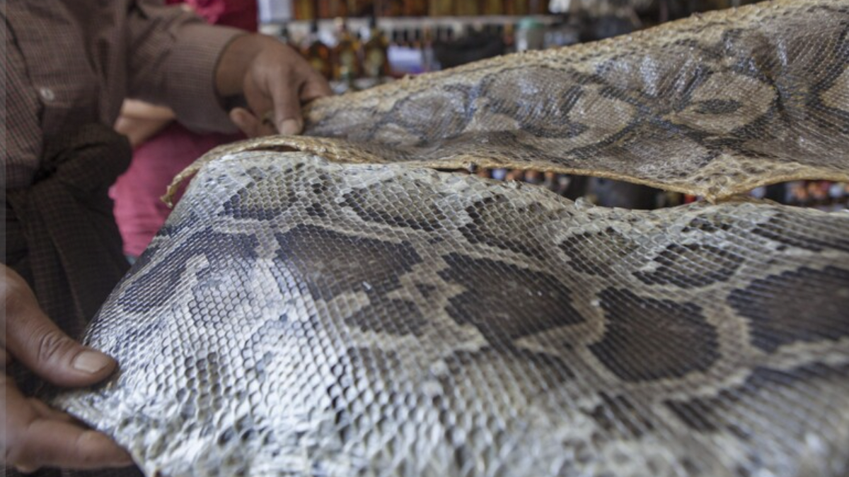 Lavorazione di pelle di serpente