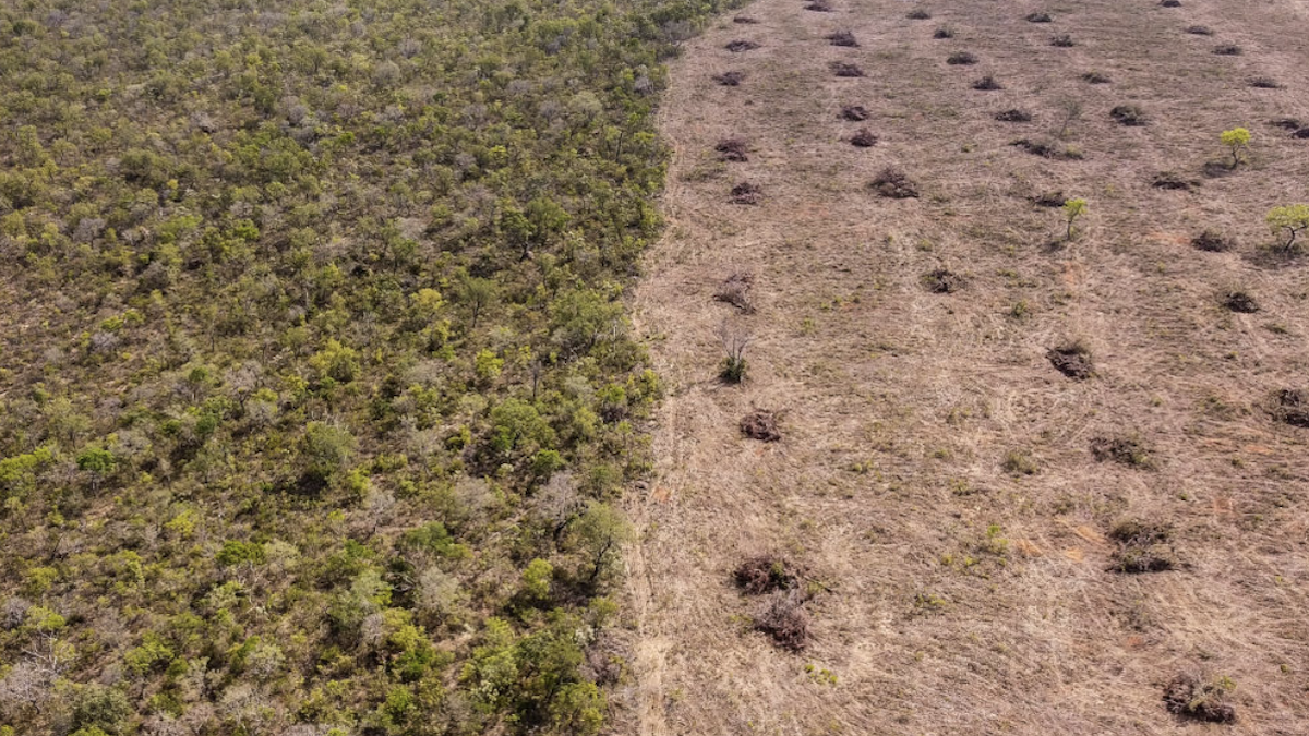 Zara e H&M denunciate da Earthside perché coinvolte nella deforestazione in Brasile